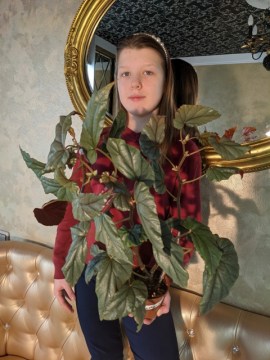 Бегония Cathariensis